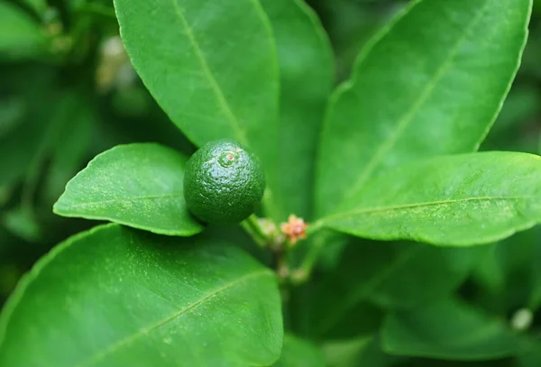 Zbliżenie Niedojrzałe Limonki Owoce Rosnące Jego Drzewie — Zdjęcie stockowe