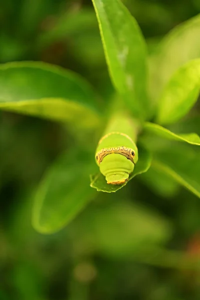 Une Minuscule Chenille Vert Vif Tilleul Reposant Sur Une Feuille — Photo