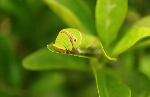 Gros Plan Une Chenille Vert Vif Queue Hirondelle Tilleul Reposant — Photo