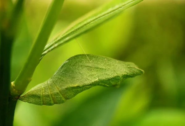 Primo Piano Una Brillante Pupa Verde Farfalla Calce Sospesa Sotto — Foto Stock