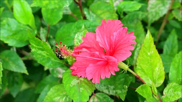 Footage Gorgeous Hot Pink Hibiscus Blooming Sunlight — Stock Video