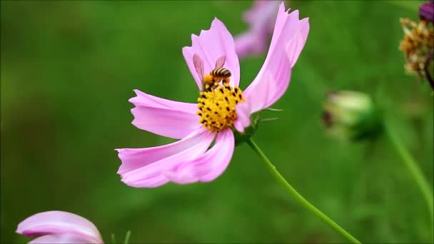 Szoros Egy Kis Méh Élvezze Gyűjtése Nektár Egy Virágzó Rózsaszín — Stock videók