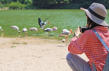 Ziyaretçi Lakeshore 'da otlayan Boyalı Leylek Sürüsünü Yakalıyor