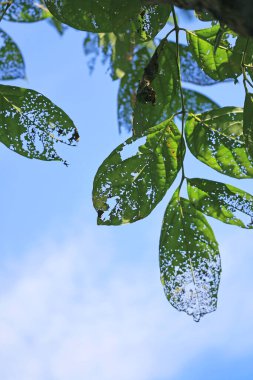 Mavi gökyüzüne karşı böcekler tarafından hasara uğrayan yapraklar sanatsal izler yarattı.