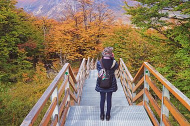Los Glaciares Ulusal Parkı, El Calafate, Patagonya, Arjantin, Güney Amerika 'nın canlı sonbahar yaprakları arasında tahta kaldırımda bir kadın ziyaretçi.
