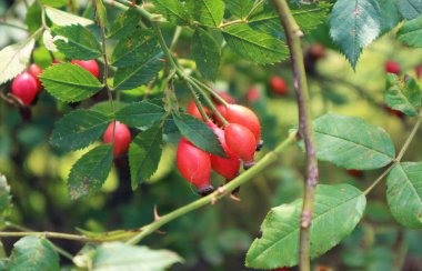 Gün ışığında olgunlaşan parlak kırmızı gül kalçalı meyvelerin yakınlaşması