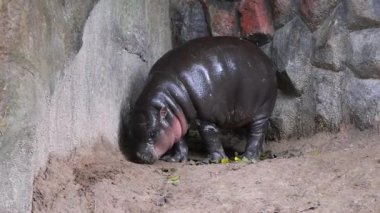Tombul, tombul, 3 aylık bebek Pigme Hippo 'nun düşen küçük yaprakları yediği görüntüler.