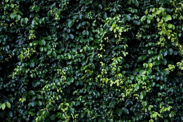 Tropical verde folhas fundo — Fotografia de Stock