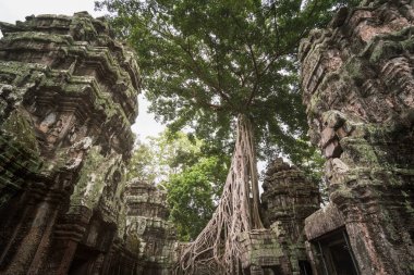 Angkor'daki en ünlü tapınaklardan biri olan Ta Prohm, 