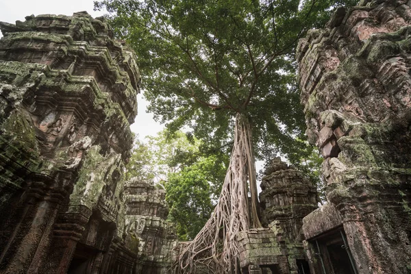 Uno dei templi più famosi di Angkor, il Ta Prohm è noto — Foto Stock