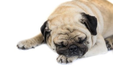 pug dog beyaz arkaplanda izole