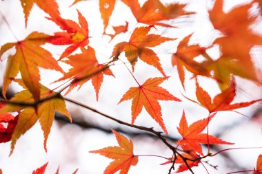 Güzel sonbahar akçaağaç yaprakları doğada, sonbahar yaprakları