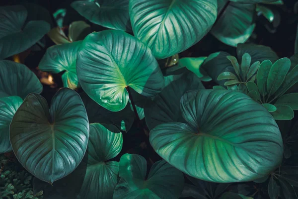 Tropikalne zielone liście teksturowane i tło, Pojęcie natury — Zdjęcie stockowe
