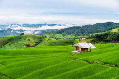 Pa Pong Pieng, Chiangmai Tayland 'daki güzel yeşil pirinç tarlaları.