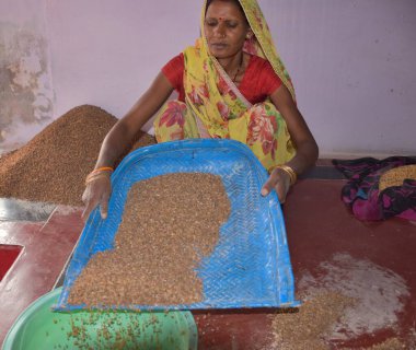 Karakbel, Madhya Pradesh / Hindistan: 30 Nisan 2020 - Kırsal Hintli kadınlar evlerinde tahıl temizliyor