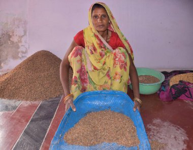 Karakbel, Madhya Pradesh / Hindistan: 30 Nisan 2020 - Kırsal Hintli kadınlar evlerinde tahıl temizliyor