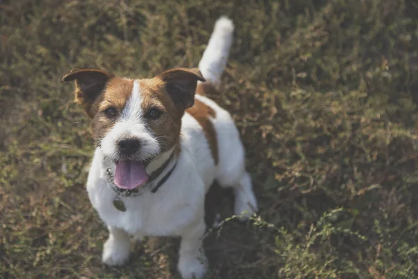 杰克拉塞尔犬 — 图库照片