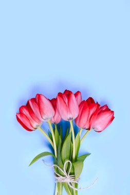 Mavi Arkaplanda bir buket pembe lale. Paskalya arkaplanı. 8 Mart, Uluslararası Kadınlar Günü, Doğum günü, Sevgililer Günü veya Anneler Günü