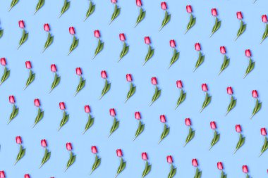 Mavi arka planda pembe laleden yapılmış çiçek deseni. Düz yerde, üst tarafta. Sevgililer Günü geçmişi. Çiçek deseni. Çiçek deseni. Çiçek deseni dokusu