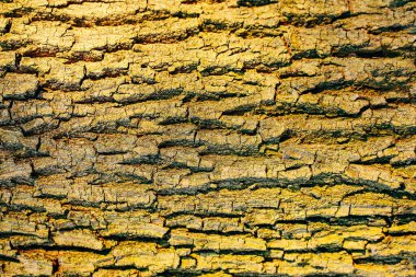 Meşe ağacı kabuğunun ayrıntıları. Kabuk arkaplanı