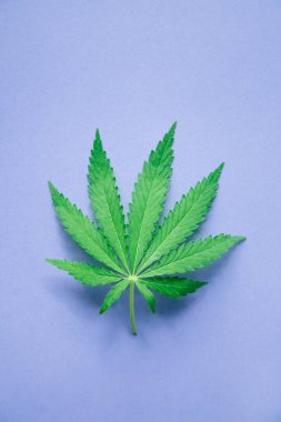 Esrar yaprağı, açık mor arka planda marihuana yaprağı