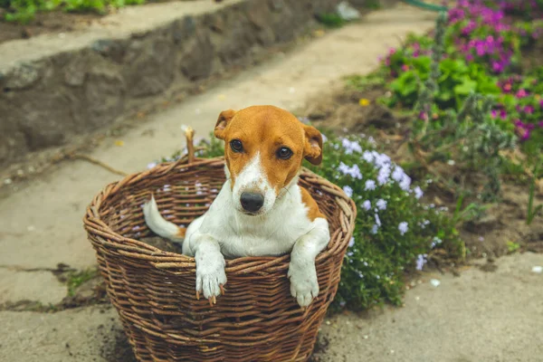 Jack Russell Terrier Kızı Bahçesinde — Stok fotoğraf