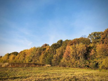 Sonbahar. Doğa. Buz. Orman dağları, mantarlar