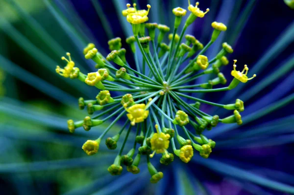 blooming dill flower in close proximity