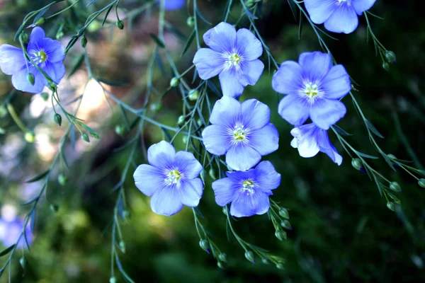 Fleurs Lin Bleu Gros Plan — Photo