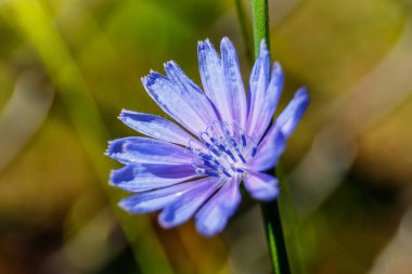 Ortak hindiba çiçek - Cichorium Intybus