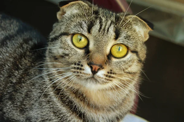 Büyük Bir Ngiliz Açık Kulaklı Kedicik — Stok fotoğraf