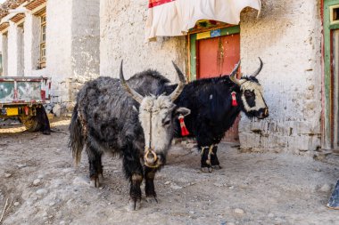 Tibet köyünde ev yapımı öküzler.. 