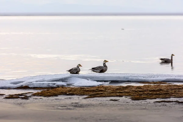 Anser Indicus. Gansos de montaña en el lago Manasarovar. Placa tibetana —  Fotos de Stock