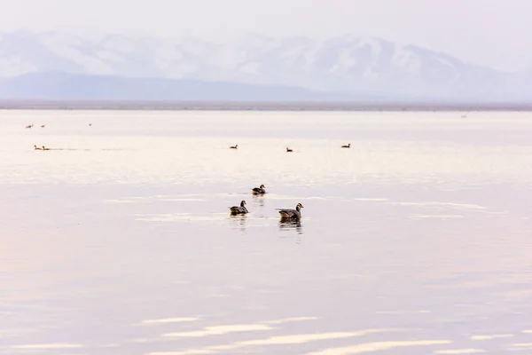 Anser Indicus. Gansos de montaña en el lago Manasarovar. Placa tibetana —  Fotos de Stock