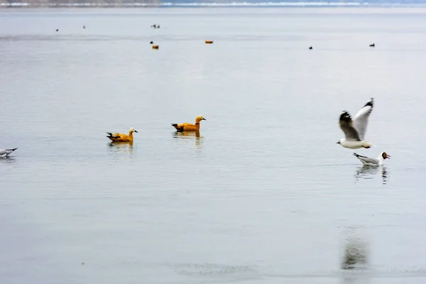 Patos rojos en el lago Manasarovar en el Tíbet. De China. Países Bajos —  Fotos de Stock