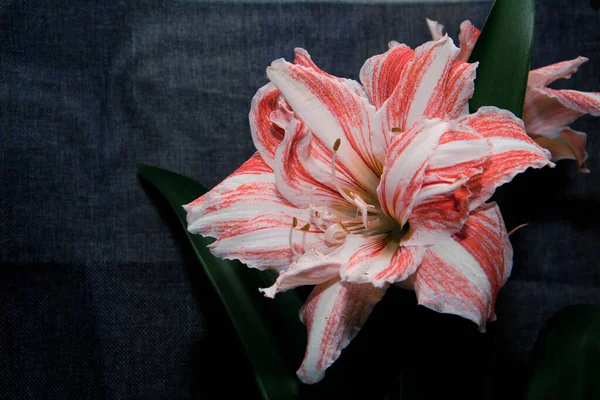 Gibt Farbige Krabbenstäbchen Große Blume Auf Dunklem Stoff Hausgemachte Blume — Stockfoto