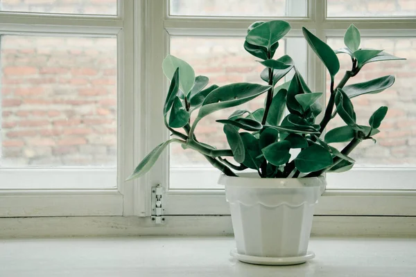 Inicio Flor Alféizar Ventana Ventana Blanca Peperomia Tupolistnaya —  Fotos de Stock