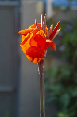 Tomurcukları güneş ışığıyla yıkanmış kırmızı bir teneke çiçek.