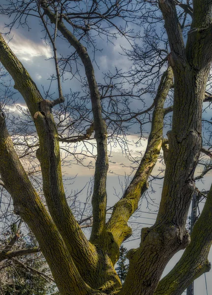 Albero con rami nudi contro un cielo drammatico — Foto Stock