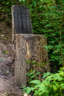 Ormandaki bir ağacın kütüğünden oyulmuş sandalye.