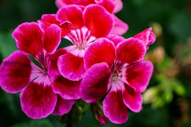 Sardunya ailesinin pembe ve kırmızı sardunya çiçekleri.