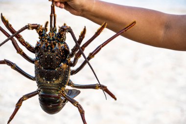  Yeni yakalanmış bir kaya ıstakozu, kıskacının biri tarafından bir insan eli tarafından tutulmuş.