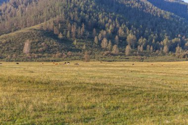 Altai Rusya 'da yaz, Altai Dağı, Altai Cumhuriyeti. Güzel yaz manzarası. Dağ manzarası, dağ manzarası. Otlakta bir at sürüsü