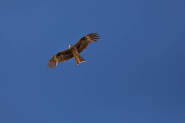 Şahin, Moğolistan 'daki Altai Dağları' nın bozkırında gökyüzünde uçuyor.