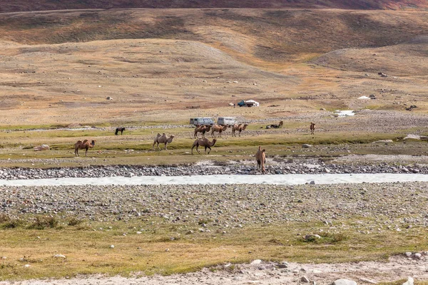 Altai, Moğolistan - 14 Haziran 2019: Çölde, arkasında dağlar olan deve ekibi. Altai, Moğolistan. Bir deve bir dağ nehrinden su içer..