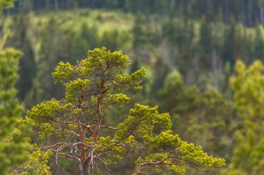 Bataklıkta büyüyen eğri bir çam ağacının tepesinde. Güzel bulanık arkaplan