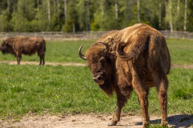 İsveç ulusal parkında yeşil bir çayırda sineklerle çevrili bir bizon..