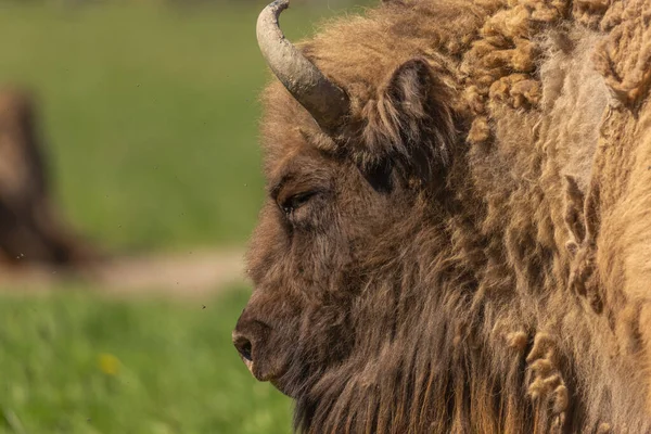 Bison Omgiven Flugor Grön Äng Sveriges Nationalpark — Stockfoto