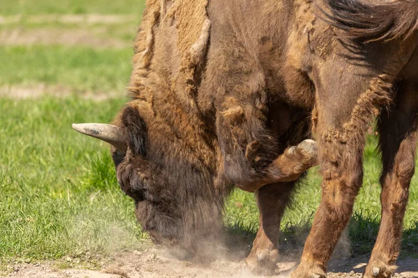 Bison Pendant Mue Creuse Terrain Sec Avec Sabot Dans Parc — Photo