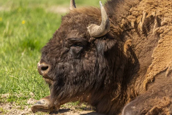 Buffalo Entouré Mouches Dans Une Prairie Verte Dans Parc National — Photo